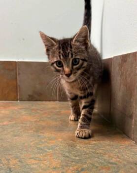 Delaware -  Domestic Short Hair Cat for Adoption in Columbus, Nebraska - Delaware | PetCurious