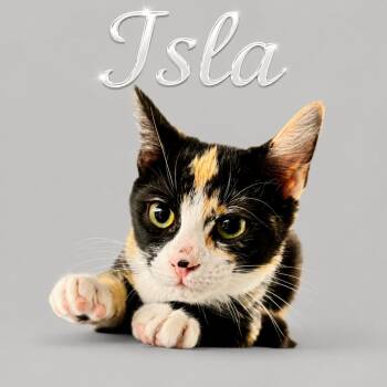 Isla (FCID# 07/06/2026 - 68) DC -  Calico Cat for Adoption in Greenville, Delaware - Isla (FCID# 07/06/2026 - 68) DC | PetCurious