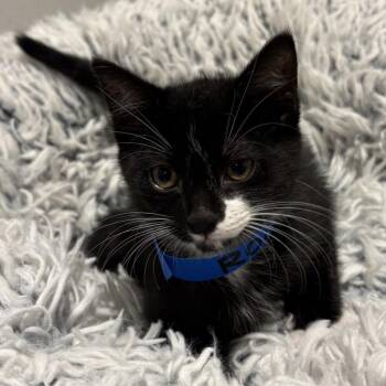 Romeo -  Domestic Short Hair Cat for Adoption in Tampa, Florida - Romeo | PetCurious