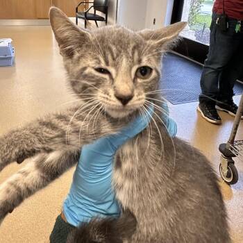 Elvira -  Domestic Short Hair Cat for Adoption in West Palm Beach, Florida - Elvira | PetCurious