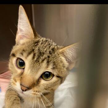 Tangerine -  Domestic Short Hair Cat for Adoption in Huntsville, Alabama - Tangerine | PetCurious