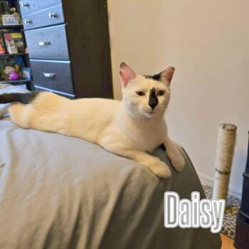 Daisy & Lily - Bonded Duo -  Domestic Short Hair Cat for Adoption - Daisy & Lily - Bonded Duo | PetCurious