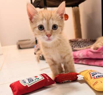 Sharon Osbourne -  Domestic Short Hair Cat for Adoption in Lake Wylie, South Carolina - Sharon Osbourne | PetCurious