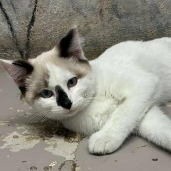 Snowshoe Cats Available for Adoption in Laredo, Texas - Latte | PetCurious