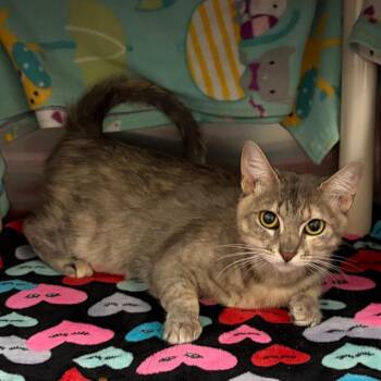 Molly -  Domestic Short Hair Cat for Adoption in Keizer, Oregon - Molly | PetCurious