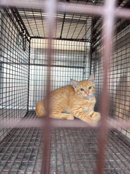 Bugbee -  Domestic Short Hair Cat for Adoption in New Braunfels, Texas - Bugbee | PetCurious