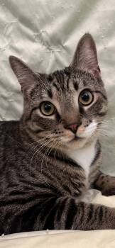 Domestic Short Hair Cats Available for Adoption - Dashiell | PetCurious
