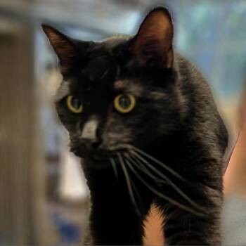 Domestic Short Hair Cats Available for Adoption in Springfield, Illinois - Xur | PetCurious