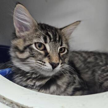 Melman -  Domestic Short Hair Cat for Adoption in Gainesville, Florida - Melman | PetCurious