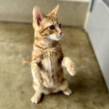 Cheeto -  Domestic Short Hair Cat for Adoption in Green Bay, Wisconsin - Cheeto | PetCurious