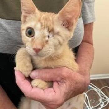 Stuart -  Domestic Short Hair Cat for Adoption in North East, Maryland - Stuart | PetCurious