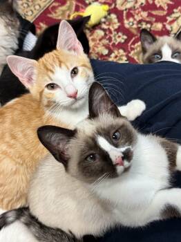 JAY -  Domestic Short Hair Cat for Adoption in Powder Springs, Georgia - JAY | PetCurious