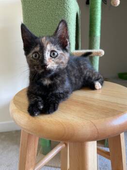 Rescue Domestic Short Hair Cats for Adoption in Pomona, New York - Wren | PetCurious