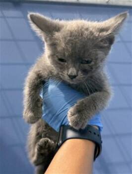 VIOLET -  Domestic Short Hair Cat for Adoption in San Bernardino, California - VIOLET | PetCurious