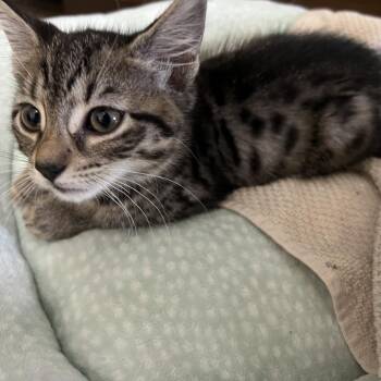 Chowder -  Domestic Short Hair Cat for Adoption in South Miami, Florida - Chowder | PetCurious