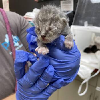 Morel -  Domestic Short Hair Cat for Adoption in Columbus, Georgia - Morel | PetCurious