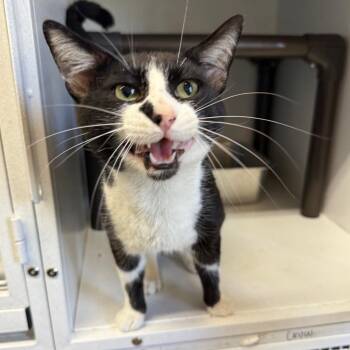 Domestic Short Hair Cats Available for Adoption in New York, New York - Dot | PetCurious