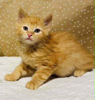 Domestic Long Hair Cats Available for Adoption in Groveland, Massachusetts - Mochi | PetCurious