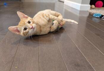 Rescue Domestic Short Hair Cats for Adoption in Hoyleton, Illinois - Kevin | PetCurious