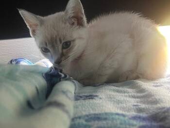 Siamese Cats Available for Adoption in Denham Springs, Louisiana - Bailey (PA) | PetCurious