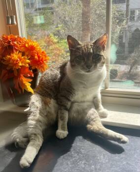 Rescue Domestic Short Hair Cats for Adoption in Ocala, Florida - Neela | PetCurious