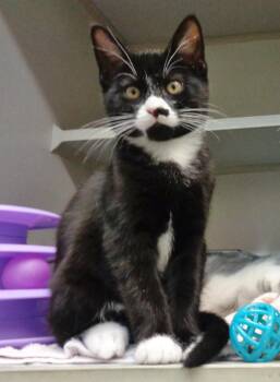 PERIWINKLE -  Tuxedo Cat for Adoption in Delhi, New York - PERIWINKLE | PetCurious