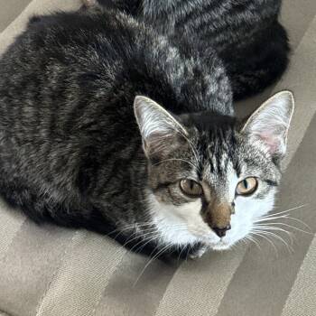 Rescue Domestic Short Hair Cats for Adoption in Chicago, Illinois - Deux | PetCurious