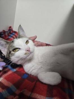 Cha Cha (Pounce Cat Cafe) -  Domestic Short Hair Cat Available for Adoption in Savannah, Georgia - Cha Cha (Pounce Cat Cafe) | PetCurious