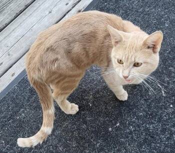 Joey -  Domestic Medium Hair Cat for Adoption in Ottawa, Ontario - Joey | PetCurious