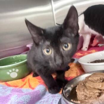 Lettuce -  Domestic Short Hair Cat for Adoption in Jupiter, Florida - Lettuce | PetCurious