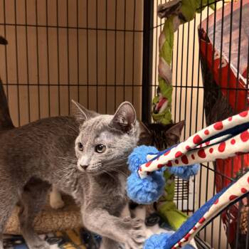 Domestic Short Hair Cats Available for Adoption in Logan, Ohio - Diamond | PetCurious