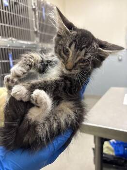 EVE -  Domestic Short Hair Cat for Adoption in Las Vegas, Nevada - EVE | PetCurious