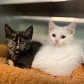 Creek -  Domestic Short Hair Cat for Adoption in Dayton, Ohio - Creek | PetCurious