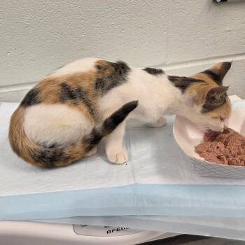 Miku -  Domestic Short Hair Cat for Adoption in Chattanooga, Tennessee - Miku | PetCurious