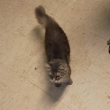 Ellie -  Domestic Long Hair Cat for Adoption in Columbus, North Carolina - Ellie | PetCurious