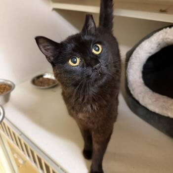 Henley -  Domestic Short Hair Cat for Adoption in Hudson, New York - Henley | PetCurious