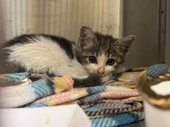 Rescue Domestic Medium Hair Cats for Adoption in Tustin, California - SHAYNA | PetCurious