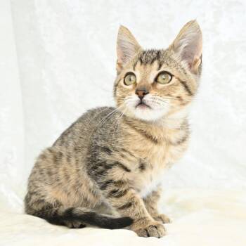 Tulip -  Domestic Short Hair Cat for Adoption in Mobile, Alabama - Tulip | PetCurious