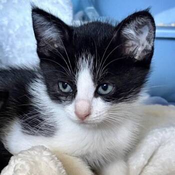 Bandit (bonded w/ Smokey) -  Domestic Short Hair Cat Available for Adoption in Oakland, California - Bandit (bonded W/ Smokey) | PetCurious
