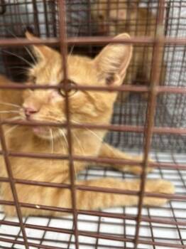 A661186 -  Domestic Short Hair Cat for Adoption in Houston, Texas - A661186 | PetCurious
