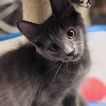 Nova -  Domestic Short Hair Cat for Adoption in Houston, Texas - Nova | PetCurious
