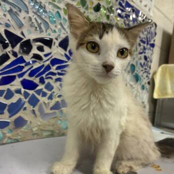 CHANDELLE -  Domestic Medium Hair Cat for Adoption in Pensacola, Florida - CHANDELLE | PetCurious