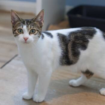 Rescue Domestic Short Hair Cats for Adoption in Los Angeles, California - Mambo | PetCurious