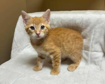 Virgo -  Domestic Short Hair Cat for Adoption in Maryville, Missouri - Virgo | PetCurious