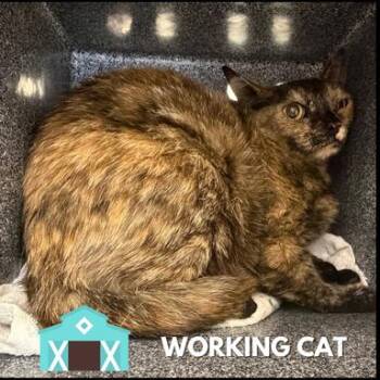 Tifanie -  Domestic Short Hair Cat for Adoption in Sarasota, Florida - Tifanie | PetCurious