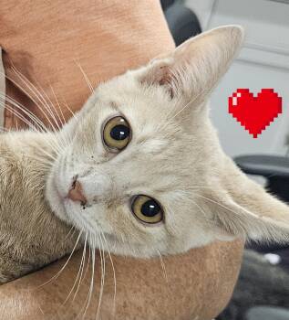 Rescue Domestic Short Hair Cats for Adoption in Villa Park, California - Custard | PetCurious