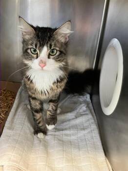 Domestic Medium Hair Cats Available for Adoption - SHEEN | PetCurious