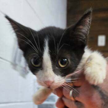 Rescue Domestic Short Hair Cats for Adoption in Evensville, Tennessee - Cat #2 | PetCurious