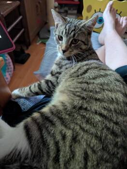 Tyson26 -  Domestic Short Hair Cat for Adoption in Youngsville, North Carolina - Tyson26 | PetCurious
