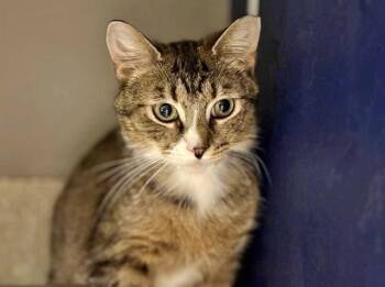 Domestic Medium Hair Cats Available for Adoption in Brentwood, Missouri - HUXLEY | PetCurious